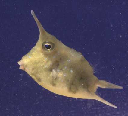 Poisson vache cornu
