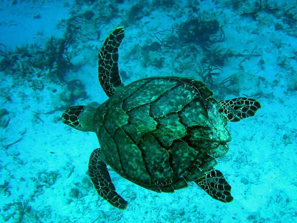 La Tortue Imbriqu&eacute;e