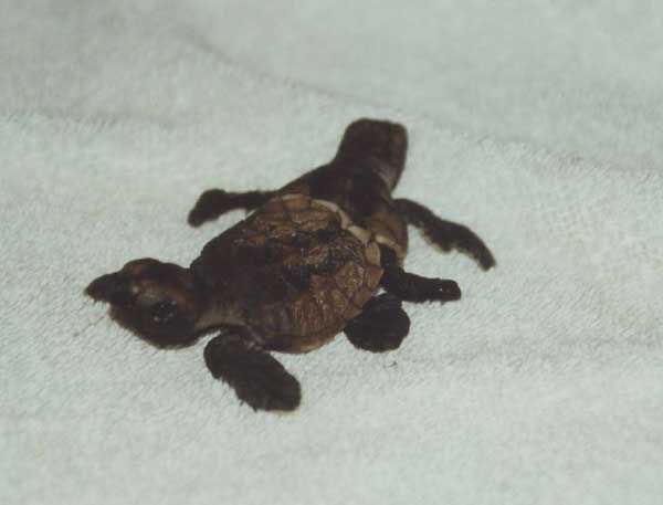 La Tortue Imbriqu&eacute;e