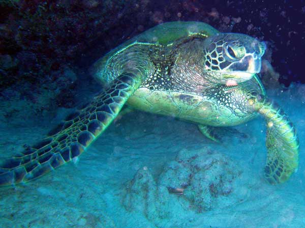 La Tortue Imbriqu&eacute;e