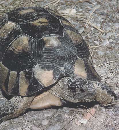 Tortue Margin&eacute;e