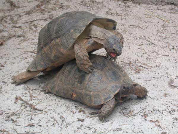 Tortue Margin&eacute;e