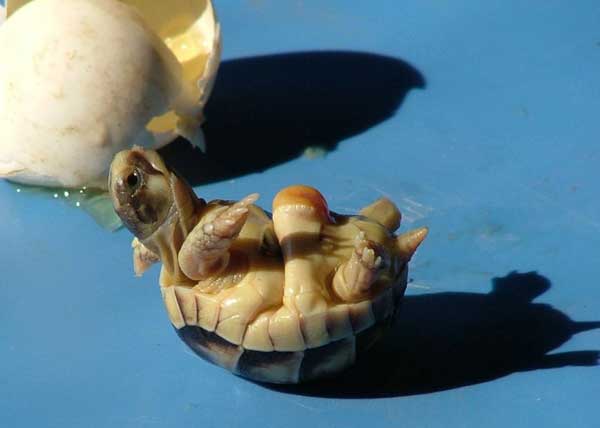 Tortue Margin&eacute;e