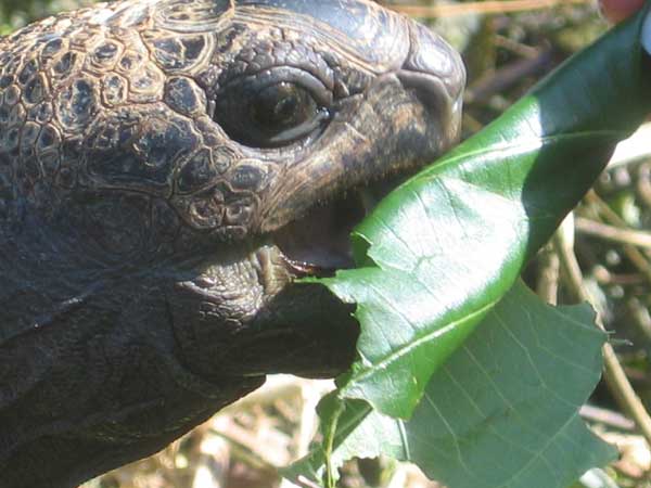 Tortue des Seychelles