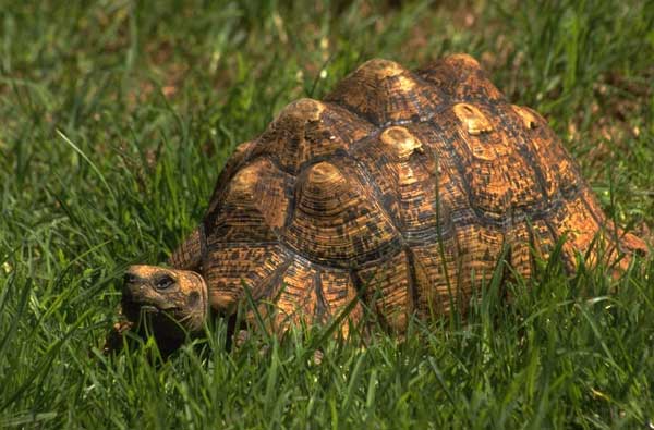 Tortue de Terre