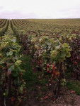 Mailly 05