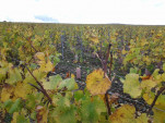 IMG 20131102 143656