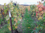 IMG 20131102 144932