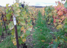 Paysages de Champagne