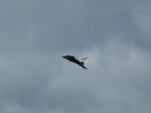 P1010948