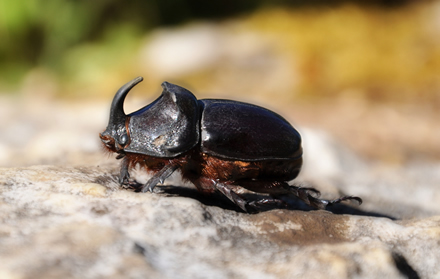 Le Coléoptère cornu