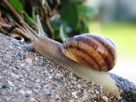 Escargot Cornu