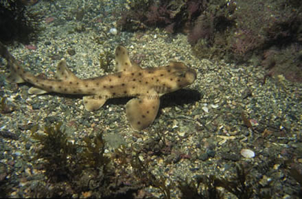Requin Dormeur Cornu