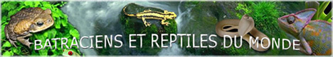 Batraciens et Reptiles