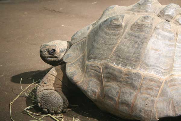 Tortue des Galápagos