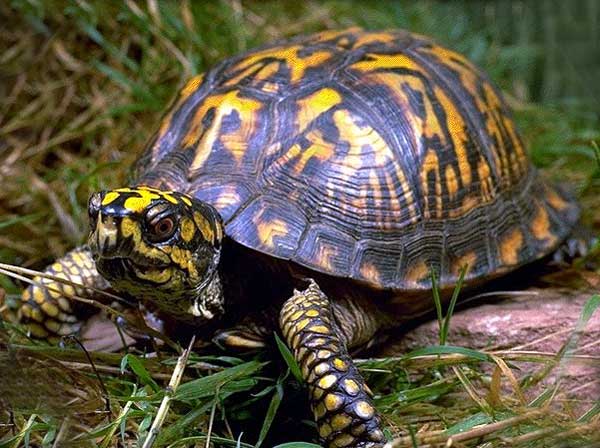 Tortue boîte 