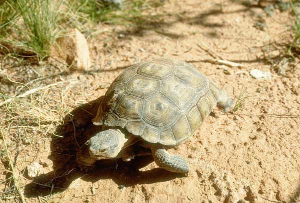 Tortue du Desert