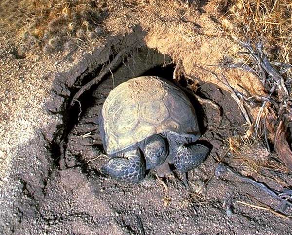 Tortue du Desert