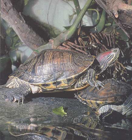 Trachemys scripta elegans