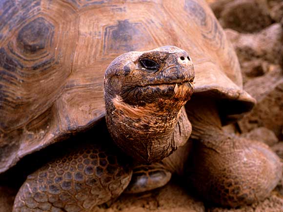 Tortue des Galapagos