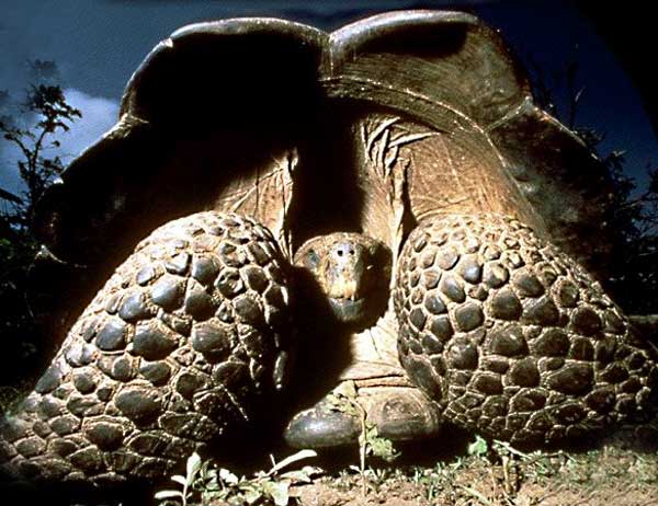 Tortue des Galapagos