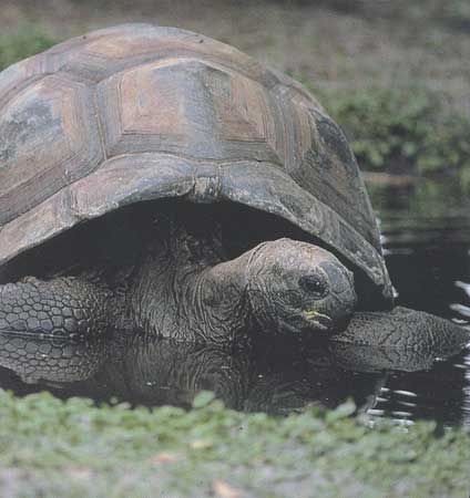 Tortue géante des Seychelles