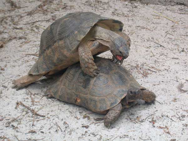 Tortue Marginée