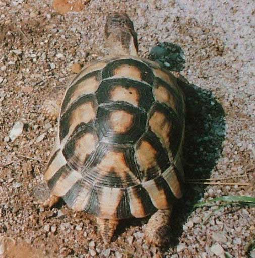 Tortue Marginée