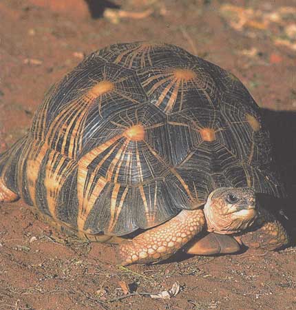 Tortue rayonnée