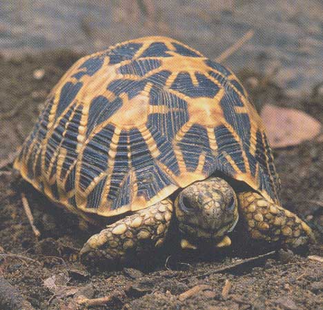 Tortue rayonnée