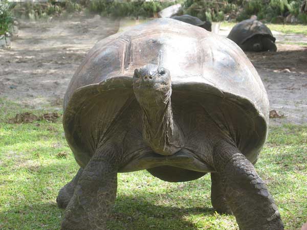 Tortue des Seychelles