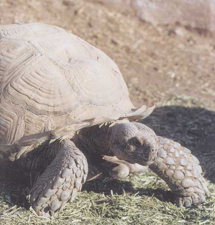 Tortue sillonnée