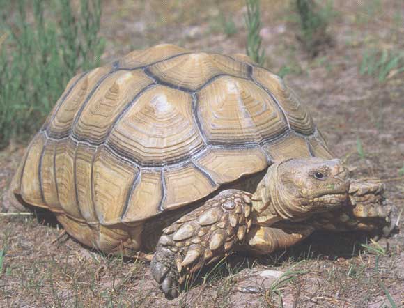 Tortue sillonnée