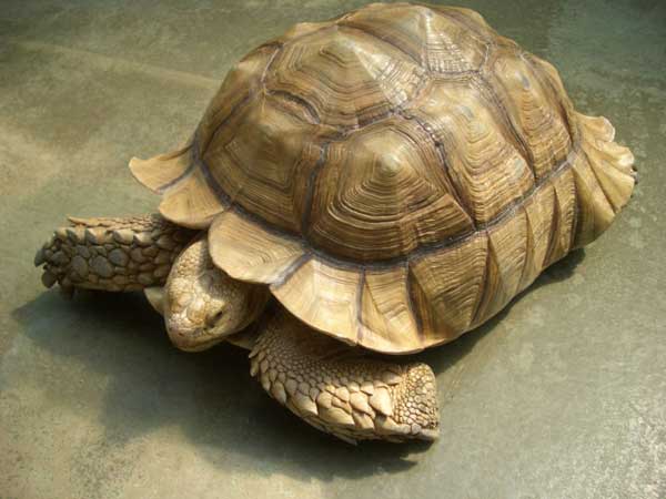 Tortue sillonnée