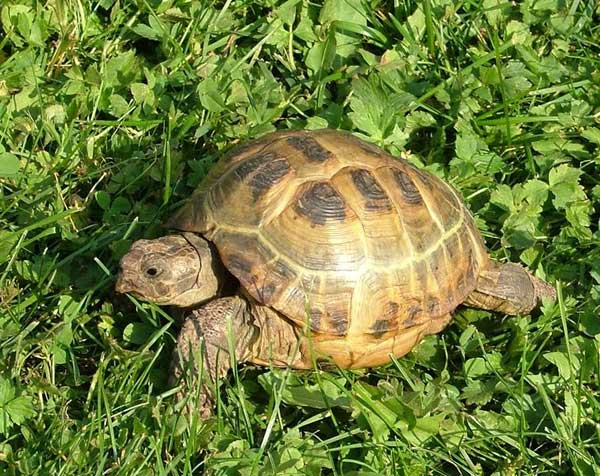 La tortue des steppes