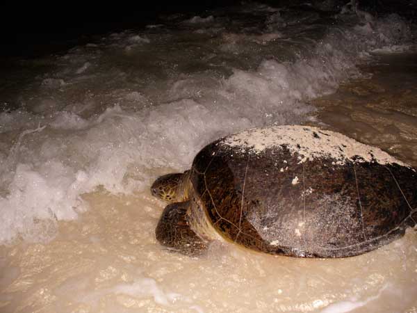 Tortue Verte