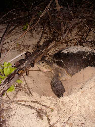 Tortue Verte