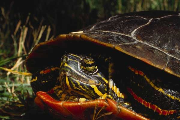 Tortue de Floride